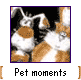 Pet Moments